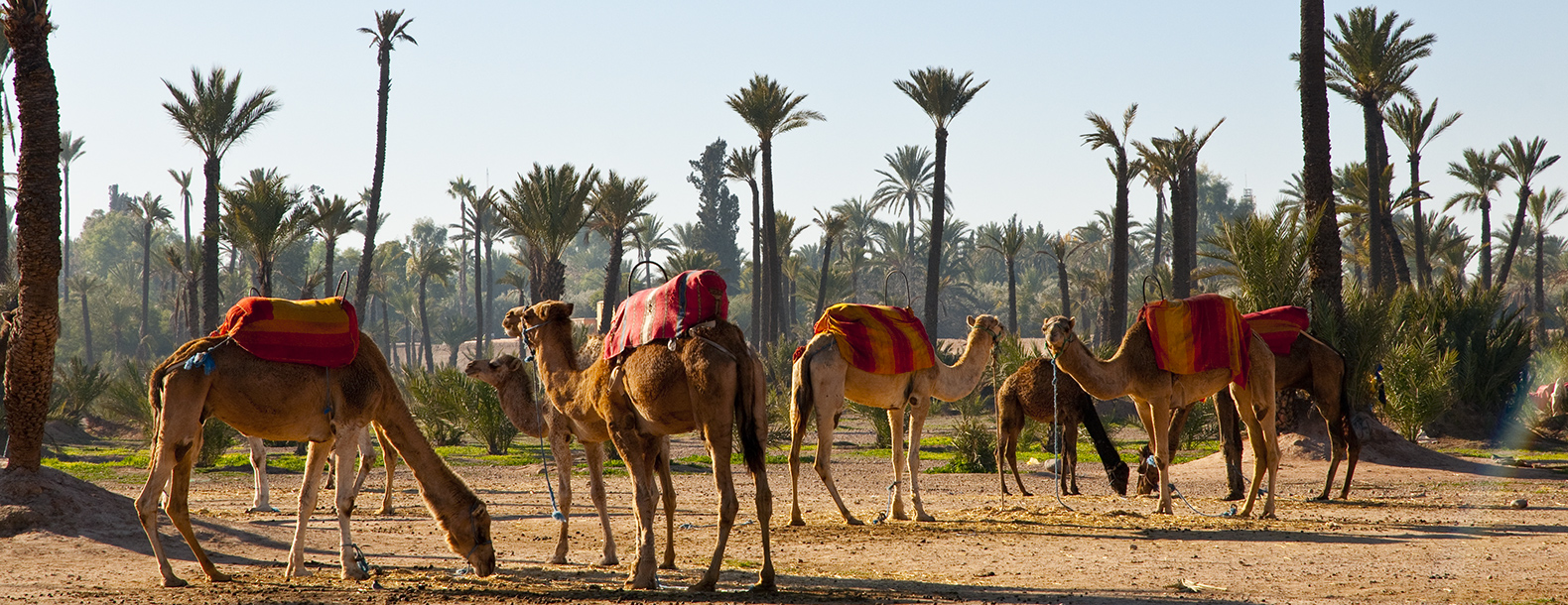 MARRAKECH-palmeraie